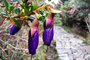 flora on the inca trail by inka trail trek